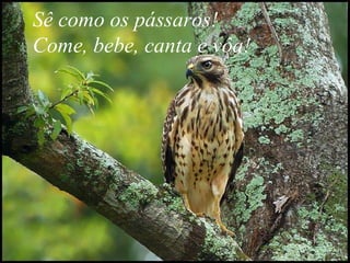 Sê como os pássaros! Come, bebe, canta e vôa!  