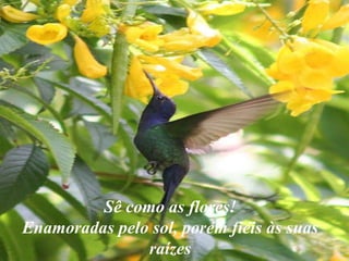 Sê como as flores! Enamoradas pelo sol, porém fiéis às suas raízes 