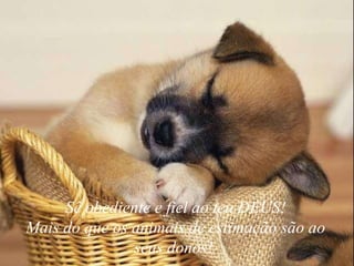 Sê obediente e fiel ao teu DEUS! Mais do que os animais de estimação são ao seus donos!  