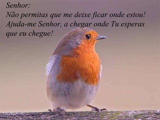 Senhor: Não permitas que me deixe ficar onde estou! Ajuda-me Senhor, a chegar onde Tu esperas  que eu chegue! 