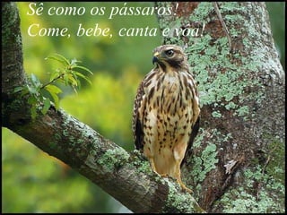 Sê como os pássaros! Come, bebe, canta e vôa!  
