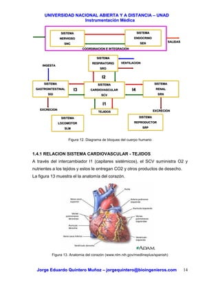 UUNNIIVVEERRSSIIDDAADD NNAACCIIOONNAALL AABBIIEERRTTAA YY AA DDIISSTTAANNCCIIAA –– UUNNAADD
IInnssttrruummeennttaacciióónn MMééddiiccaa
JJoorrggee EEdduuaarrddoo QQuuiinntteerroo MMuuññoozz –– jjoorrggeeqquuiinntteerroo@@bbiiooiinnggeenniieerrooss..ccoomm 14
Figura 12. Diagrama de bloques del cuerpo humano
1.4.1 RELACION SISTEMA CARDIOVASCULAR - TEJIDOS
A través del intercambiador I1 (capilares sistémicos), el SCV suministra O2 y
nutrientes a los tejidos y estos le entregan CO2 y otros productos de desecho.
La figura 13 muestra el la anatomía del corazón.
Figura 13. Anatomia del corazón (www.nlm.nih.gov/medlineplus/spanish)
SISTEMA
CARDIOVASCULAR
SCV
SISTEMA
CARDIOVASCULAR
SCV
SISTEMA
RENAL
SRN
SISTEMA
RENAL
SRN
SISTEMA
GASTROINTESTINAL
SGI
SISTEMA
GASTROINTESTINAL
SGI
TEJIDOSTEJIDOS
SISTEMA
RESPIRATORIO
SRO
SISTEMA
RESPIRATORIO
SRO
SISTEMA
NERVIOSO
SNC
SISTEMA
NERVIOSO
SNC
SISTEMA
ENDOCRINO
SEN
SISTEMA
ENDOCRINO
SEN
SISTEMA
LOCOMOTOR
SLM
SISTEMA
LOCOMOTOR
SLM
SISTEMA
REPRODUCTOR
SRP
SISTEMA
REPRODUCTOR
SRP
INGESTAINGESTA
EXCRECIONEXCRECION EXCRECIONEXCRECION
VENTILACIONVENTILACION
SALIDASSALIDAS
I1I1
I2I2
I3I3 I4I4
COORDINACION E INTEGRACIONCOORDINACION E INTEGRACION
 