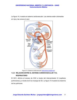 UUNNIIVVEERRSSIIDDAADD NNAACCIIOONNAALL AABBIIEERRTTAA YY AA DDIISSTTAANNCCIIAA –– UUNNAADD
IInnssttrruummeennttaacciióónn MMééddiiccaa
JJoorrggee EEdduuaarrddoo QQuuiinntteerroo MMuuññoozz –– jjoorrggeeqquuiinntteerroo@@bbiiooiinnggeenniieerrooss..ccoomm 15
La figura 14, muestra el sistema cardiovascular. Las arterias están coloreadas
en rojo y las venas en azul.
Figura 14. Sistema cardiovascular (www.educa.aragob.es)
1.4.2 RELACION ENTRE EL SISTEMA CARDIOVASCULAR Y EL
RESPIRATORIO
El SCV, elimina el exceso de CO2 a través del intercambiador I2 (capilares
pulmonares) y a través de I2 se recarga de O2. La figura 15 muestra la anatomía
de los pulmones.
 