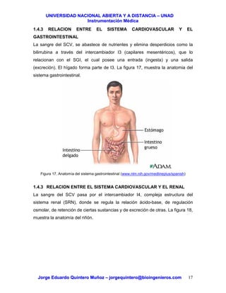 UUNNIIVVEERRSSIIDDAADD NNAACCIIOONNAALL AABBIIEERRTTAA YY AA DDIISSTTAANNCCIIAA –– UUNNAADD
IInnssttrruummeennttaacciióónn MMééddiiccaa
JJoorrggee EEdduuaarrddoo QQuuiinntteerroo MMuuññoozz –– jjoorrggeeqquuiinntteerroo@@bbiiooiinnggeenniieerrooss..ccoomm 17
1.4.3 RELACION ENTRE EL SISTEMA CARDIOVASCULAR Y EL
GASTROINTESTINAL
La sangre del SCV, se abastece de nutrientes y elimina desperdicios como la
bilirrubina a través del intercambiador I3 (capilares mesentéricos), que lo
relacionan con el SGI, el cual posee una entrada (ingesta) y una salida
(excreción). El hígado forma parte de I3. La figura 17, muestra la anatomia del
sistema gastrointestinal.
Figura 17. Anatomía del sistema gastrointestinal (www.nlm.nih.gov/medlineplus/spanish)
1.4.3 RELACION ENTRE EL SISTEMA CARDIOVASCULAR Y EL RENAL
La sangre del SCV pasa por el intercambiador I4, compleja estructura del
sistema renal (SRN), donde se regula la relación ácido-base, de regulación
osmolar, de retención de ciertas sustancias y de excreción de otras. La figura 18,
muestra la anatomía del riñón.
 