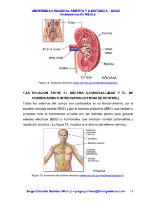 UUNNIIVVEERRSSIIDDAADD NNAACCIIOONNAALL AABBIIEERRTTAA YY AA DDIISSTTAANNCCIIAA –– UUNNAADD
IInnssttrruummeennttaacciióónn MMééddiiccaa
JJoorrggee EEdduuaarrddoo QQuuiinntteerroo MMuuññoozz –– jjoorrggeeqquuiinntteerroo@@bbiiooiinnggeenniieerrooss..ccoomm 18
Figura 18. Anatomia del rinon (www.nlm.nih.gov/medlineplus/spanish)
1.4.5 RELACION ENTRE EL SISTEMA CARDIOVASCULAR Y EL DE
COORDINACION E INTEGRACION (SISTEMA DE CONTROL)
Todos los sistemas del cuerpo son controlados en su funcionamiento por el
sistema nervioso central (SNC) y por el sistema endocrino (SEN), que reciben y
procesan toda la información enviada por las distintas partes para generar
señales eléctricas (EEG) u hormonales que efectúan control (adrenalina) y
regulación (insulina). La figura 19, muestra la anatomía del sistema nervioso.
Figura 19. Anatomia del sistema nervioso (www.nlm.nih.gov/medlineplus/spanish)
 