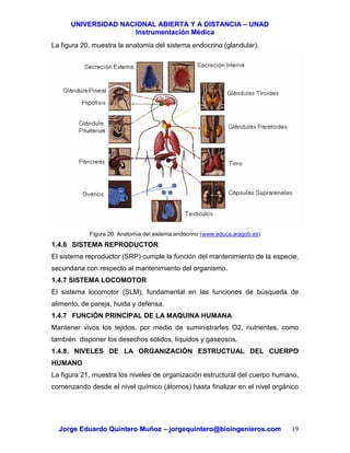UUNNIIVVEERRSSIIDDAADD NNAACCIIOONNAALL AABBIIEERRTTAA YY AA DDIISSTTAANNCCIIAA –– UUNNAADD
IInnssttrruummeennttaacciióónn MMééddiiccaa
JJoorrggee EEdduuaarrddoo QQuuiinntteerroo MMuuññoozz –– jjoorrggeeqquuiinntteerroo@@bbiiooiinnggeenniieerrooss..ccoomm 19
La figura 20, muestra la anatomia del sistema endocrino (glandular).
Figura 20. Anatomia del sistema endocrino (www.educa.aragob.es)
1.4.6 SISTEMA REPRODUCTOR
El sistema reproductor (SRP) cumple la función del mantenimiento de la especie,
secundaria con respecto al mantenimiento del organismo.
1.4.7 SISTEMA LOCOMOTOR
El sistema locomotor (SLM), fundamental en las funciones de búsqueda de
alimento, de pareja, huida y defensa.
1.4.7 FUNCIÓN PRINCIPAL DE LA MAQUINA HUMANA
Mantener vivos los tejidos, por medio de suministrarles O2, nutrientes, como
también disponer los desechos sólidos, líquidos y gaseosos.
1.4.8. NIVELES DE LA ORGANIZACIÓN ESTRUCTUAL DEL CUERPO
HUMANO
La figura 21, muestra los niveles de organización estructural del cuerpo humano,
comenzando desde el nivel químico (átomos) hasta finalizar en el nivel orgánico
 