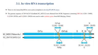 3.1. In vitro RNA transcription
 Three in vitro transcribed RNAs were used as templates to develop RT-dPCR assays.
 The genome sequence of 2019-nCoV (GenBank:NC_045512) were obtained from NCBI. Sequences containing ORF1ab (13201–15600),
E (25381-26520), and N (28261–29820) were used to order synthetic genes from BGI (Beijing, China).
 