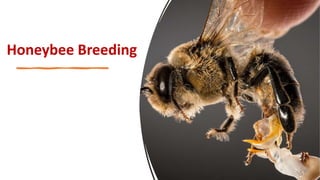 Honeybee Breeding
 