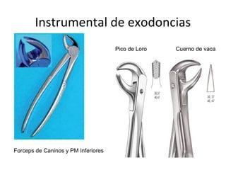 Instrumental de exodoncias
Forceps de Caninos y PM Inferiores
Pico de Loro Cuerno de vaca
 