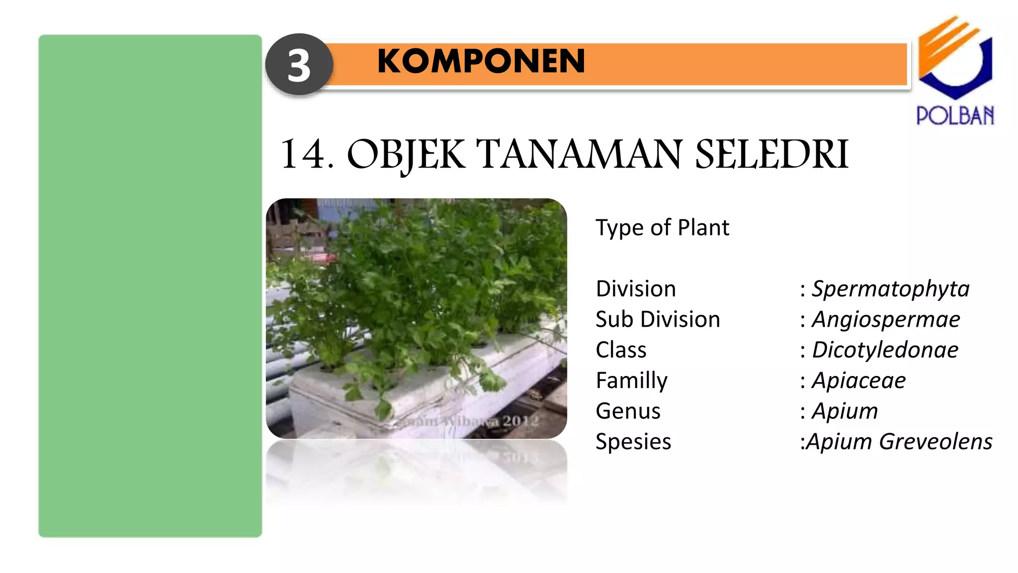 KOMPONEN3
14. OBJEK TANAMAN SELEDRI
Type of Plant
Division : Spermatophyta
Sub Division : Angiospermae
Class : Dicotyledonae
Familly : Apiaceae
Genus : Apium
Spesies :Apium Greveolens
 