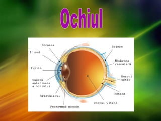 Instrumente optice | PPT
