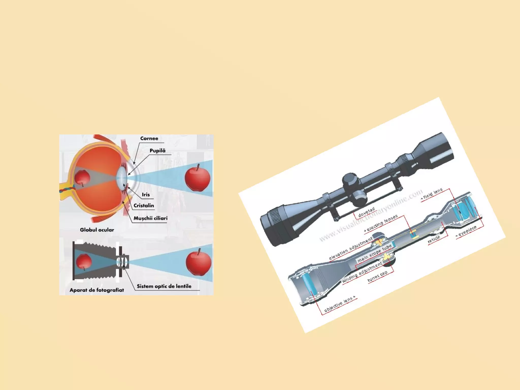Instrument optic | PPT