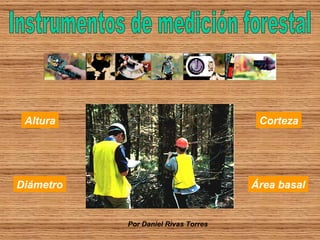 Diámetro Altura Corteza Área basal Instrumentos de medición forestal Por Daniel Rivas Torres 