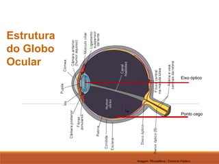 FÍSICA, 2º
Lentes Esféricas
Estrutura
do Globo
Ocular
Eixo óptico
Ponto cego
Imagem: Rhcastilhos / Domínio Público.
 