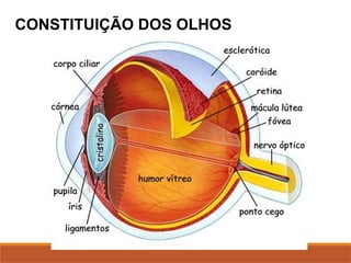 CONSTITUIÇÃO DOS OLHOS
 