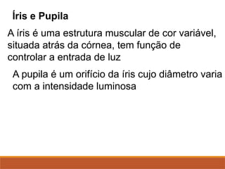 Íris e Pupila
A íris é uma estrutura muscular de cor variável,
situada atrás da córnea, tem função de
controlar a entrada de luz
A pupila é um orifício da íris cujo diâmetro varia
com a intensidade luminosa
 
