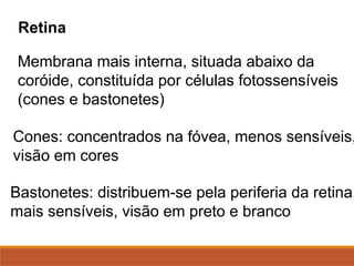 Retina
Membrana mais interna, situada abaixo da
coróide, constituída por células fotossensíveis
(cones e bastonetes)
Cones: concentrados na fóvea, menos sensíveis,
visão em cores
Bastonetes: distribuem-se pela periferia da retina,
mais sensíveis, visão em preto e branco
 