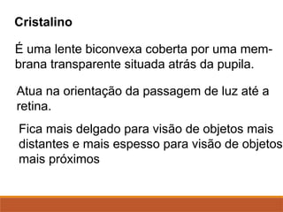 Cristalino
É uma lente biconvexa coberta por uma mem-
brana transparente situada atrás da pupila.
Atua na orientação da passagem de luz até a
retina.
Fica mais delgado para visão de objetos mais
distantes e mais espesso para visão de objetos
mais próximos
 