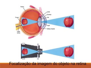 Focalização da imagem do objeto na retina
 