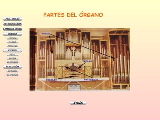 PARTES DEL ÓRGANO 