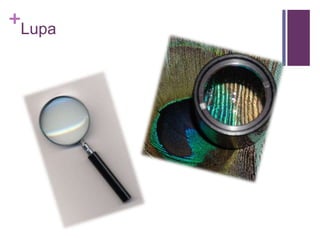 +
Lupa
 