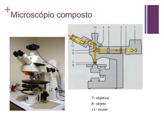 +
Microscópio composto
7- objetiva
8- objeto
11- ocular
 