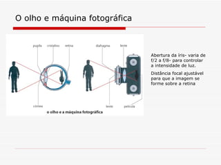 O olho e máquina fotográfica Abertura da íris- varia de f/2 a f/8- para controlar  a intensidade de luz. Distância focal ajustável para que a imagem se forme sobre a retina  