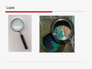 Lupa 