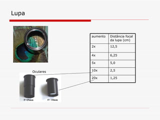 Lupa aumento Distância focal da lupa (cm) 2x 12,5 4x 6,25 5x 5,0 10x 2,5 20x 1,25 Oculares 