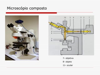 Microscópio composto 7- objetiva 8- objeto 11- ocular 