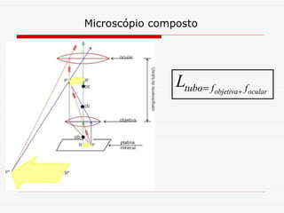 Microscópio composto 