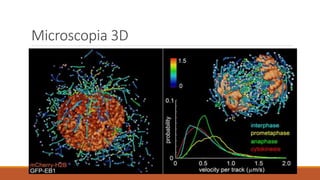 Microscopia 3D
 