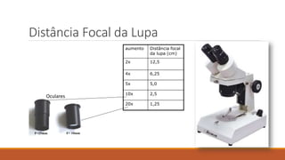 Distância Focal da Lupa
aumento Distância focal
da lupa (cm)
2x 12,5
4x 6,25
5x 5,0
10x 2,5
20x 1,25
Oculares
 