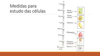 Medidas para
estudo das células
 