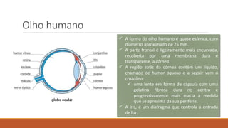 Olho humano
 A forma do olho humano é quase esférica, com
diâmetro aproximado de 25 mm.
 A parte frontal é ligeiramente mais encurvada,
recoberta por uma membrana dura e
transparente, a córnea.
 A região atrás da córnea contém um líquido,
chamado de humor aquoso e a seguir vem o
cristalino:
 uma lente em forma de cápsula com uma
gelatina fibrosa dura no centro e
progressivamente mais macia à medida
que se aproxima da sua periferia.
 A íris, é um diafragma que controla a entrada
de luz.
 