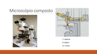 Microscópio composto
7- objetiva
8- objeto
11- ocular
 
