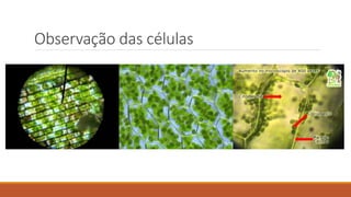 Observação das células
 