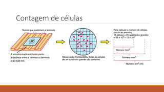 Contagem de células
 