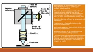 A microscopia de fluorescência usa uma
lâmpada de mercúrio ou xenônio para
produzir luz ultravioleta.
A luz vem do microscópio e incide sobre um
espelho dicróico - espelho que reflete
comprimentos de onda de um determinado
intervalo e permite que comprimentos de
onda de outro intervalo passem através dele.
O espelho dicróico reflete a luz ultravioleta até
o espécime.
Essa luz excita a fluorescência dentro das
moléculas no espécime.
A ultravioleta excita a fluorescência dentro das
moléculas no espécime.
A objetiva coleta a luz de comprimento de
onda fluorescente que foi produzida.
Esta luz fluorescente passa através do espelho
dicróico e de um filtro de barreira (capaz de
eliminar outros comprimentos de onda além
do fluorescente), levando-a para formar a
imagem na ocular.
 