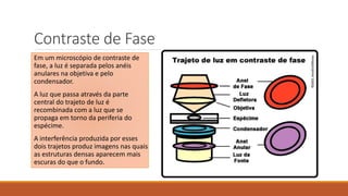 Contraste de Fase
Em um microscópio de contraste de
fase, a luz é separada pelos anéis
anulares na objetiva e pelo
condensador.
A luz que passa através da parte
central do trajeto de luz é
recombinada com a luz que se
propaga em torno da periferia do
espécime.
A interferência produzida por esses
dois trajetos produz imagens nas quais
as estruturas densas aparecem mais
escuras do que o fundo.
 