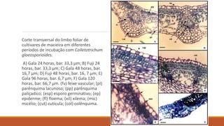 Corte transversal do limbo foliar de
cultivares de macieira em diferentes
períodos de incubação com Colletotrichum
gloeosporioides.
A) Gala 24 horas, bar. 33,3 µm; B) Fuji 24
horas, bar. 33,3 µm; C) Gala 48 horas, bar.
16,7 µm; D) Fuji 48 horas, bar. 16, 7 µm; E)
Gala 96 horas, bar. 6,7 µm; F) Gala 120
horas, bar. 66,7 µm. (fv) feixe vascular; (pl)
parênquima lacunoso; (pp) parênquima
paliçadico; (esp) esporo germinativo; (ep)
epiderme; (fl) floema; (xil) xilema; (mic)
micélio; (cut) cutícula; (col) colênquima.
 