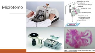 Micrótomo
 