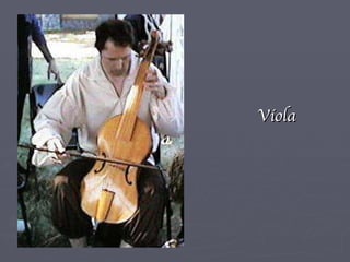 Viola 