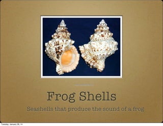Frog Shells
Seashells that produce the sound of a frog
www.sealifegifts.net
Tuesday, January 28, 14
 