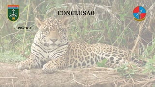 CONCLUSÃO
- PRÁTICA.
 
