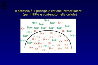Il potassio è il principale catione intracellulare
(per il 99% è contenuto nelle cellule)
 