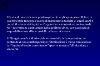 Il Na+ è il principale ione positivo presente negli spazi extracellulari; la
sua principale funzione è quella di mantenere la tonicità di questi spazi e
quindi il volume dei liquidi nell'organismo: variazioni nel contenuto di
Na+ determinano cambiamenti nell'equilibrio idrico, con passaggio di
acqua dall'esterno all'interno delle cellule e viceversa.
Il filtraggio renale è il principale responsabile della regolazione del
contenuto di sodio nell'organismo; l'eliminazione è molto condizionata
dall'introito di sodio: aumentando l'apporto aumenta l'eliminazione e
viceversa.
 