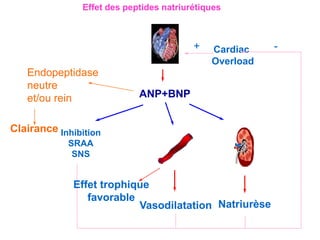 Cardiac
Overload
ANP+BNP
Endopeptidase
neutre
et/ou rein
Clairance
-
+
Natriurèse
Vasodilatation
Effet trophique
favorable
Inhibition
SRAA
SNS
Effet des peptides natriurétiques
 
