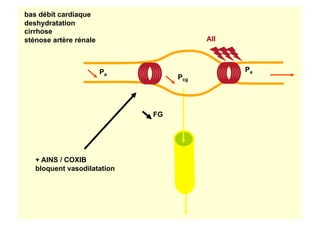 Pcg
bas débit cardiaque
deshydratation
cirrhose
sténose artère rénale
Pa
Pa
AII
+ AINS / COXIB
bloquent vasodilatation
FG
 