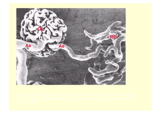 en microscopie électronique à balayage, après injection de résine ( g =300 ) permet de retrouver les
mêmes structures; l'artériole efférente poursuit son trajet en dessinant un riche réseau vasculaire
péritubulaire (RP)
 